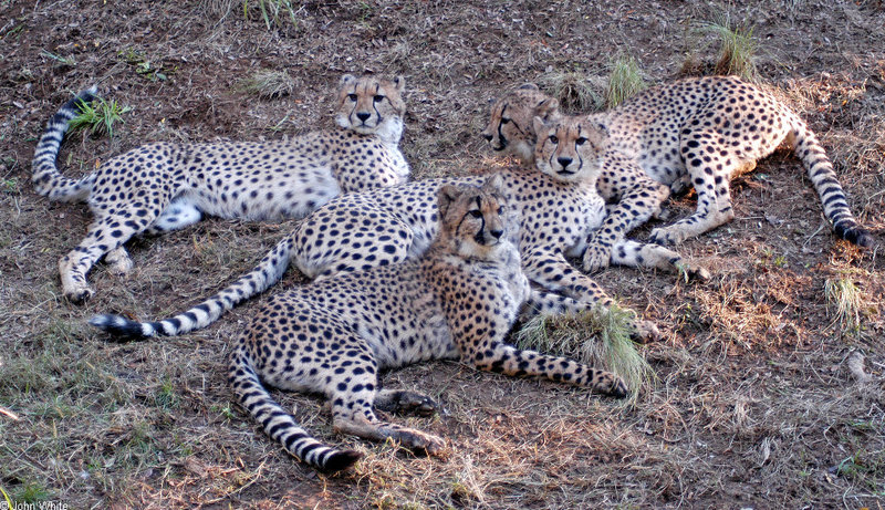 Cheetahs - Cheetah063.JPG; DISPLAY FULL IMAGE.