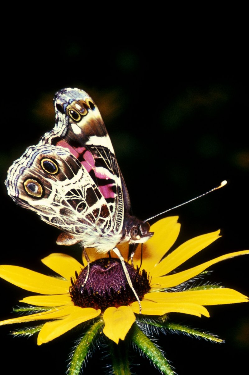 Painted Lady (Vanessa cardui) {!--작은멋쟁이나비(미국)-->; DISPLAY FULL IMAGE.