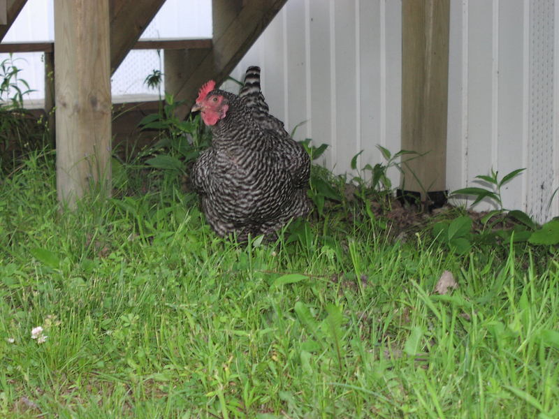 barred plymoth rock chicken; DISPLAY FULL IMAGE.