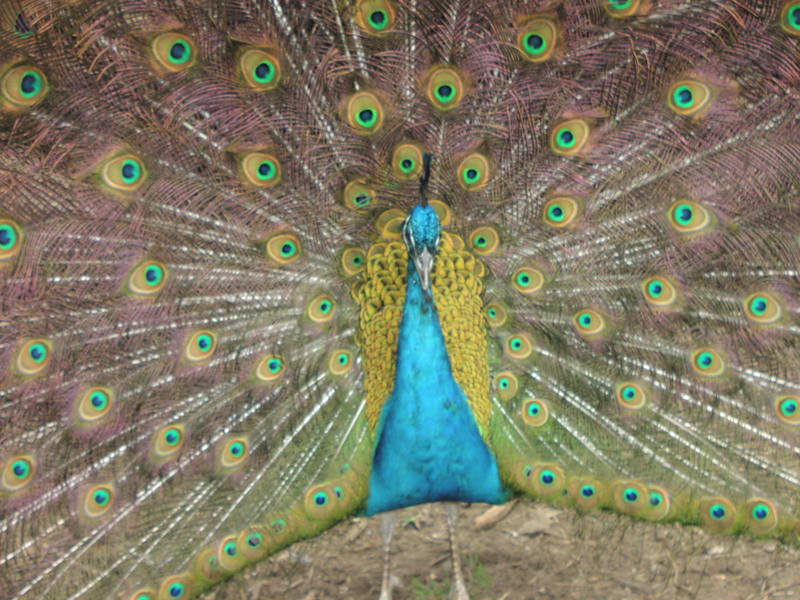 barred plymoth rock chicken; DISPLAY FULL IMAGE.