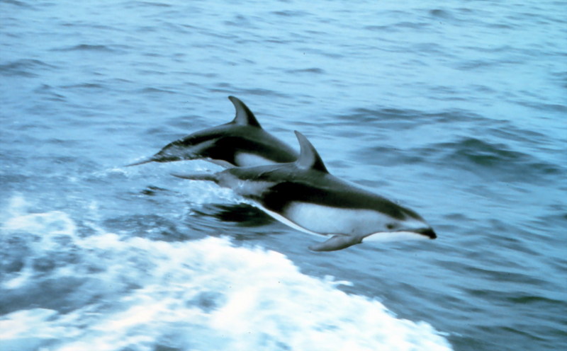 Pacific White-Sided Dolphin (Lagenorhynchus obliquidens) {!--낫돌고래-->; DISPLAY FULL IMAGE.