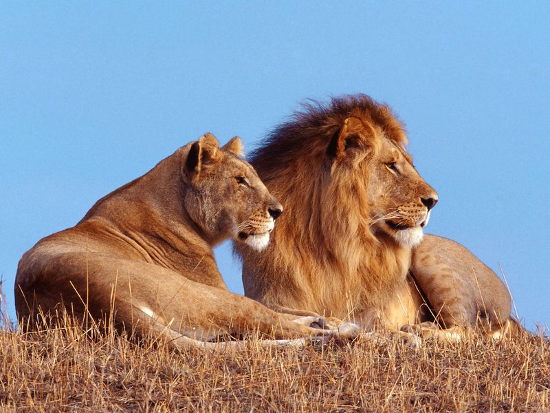 [Daily_Photos_08 August 2004] African Lions; DISPLAY FULL IMAGE.