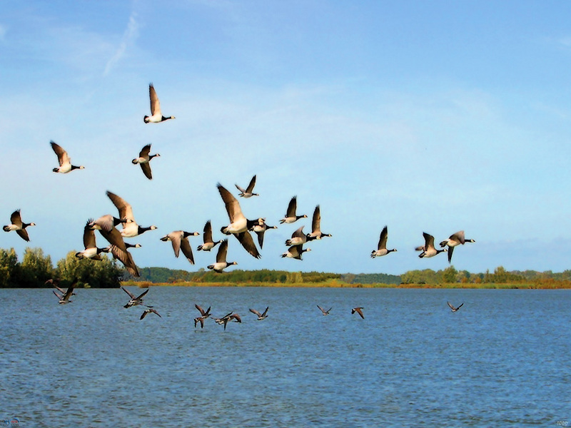 [NG] Landscape (Canada Geese); DISPLAY FULL IMAGE.