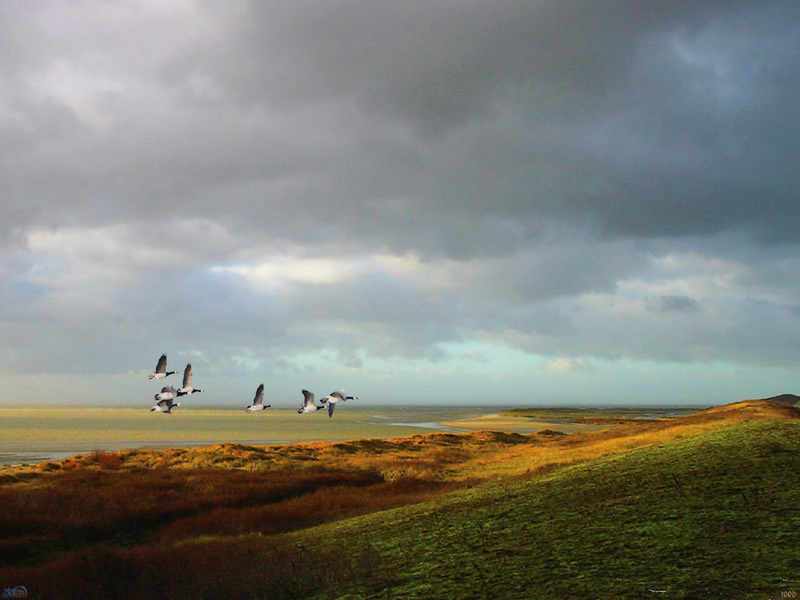 [NG] Landscape (Canada Geese); DISPLAY FULL IMAGE.