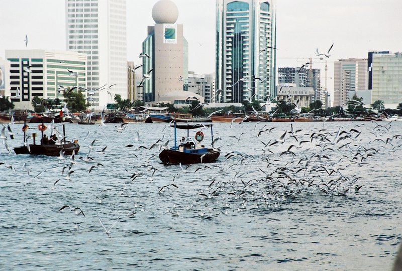 Birds; DISPLAY FULL IMAGE.