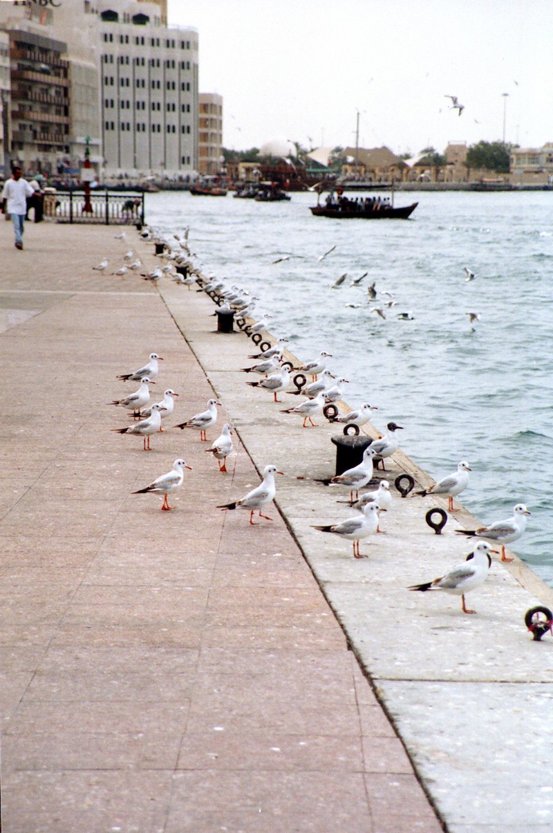 Birds; DISPLAY FULL IMAGE.