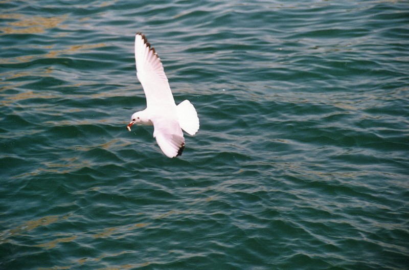 Birds; DISPLAY FULL IMAGE.