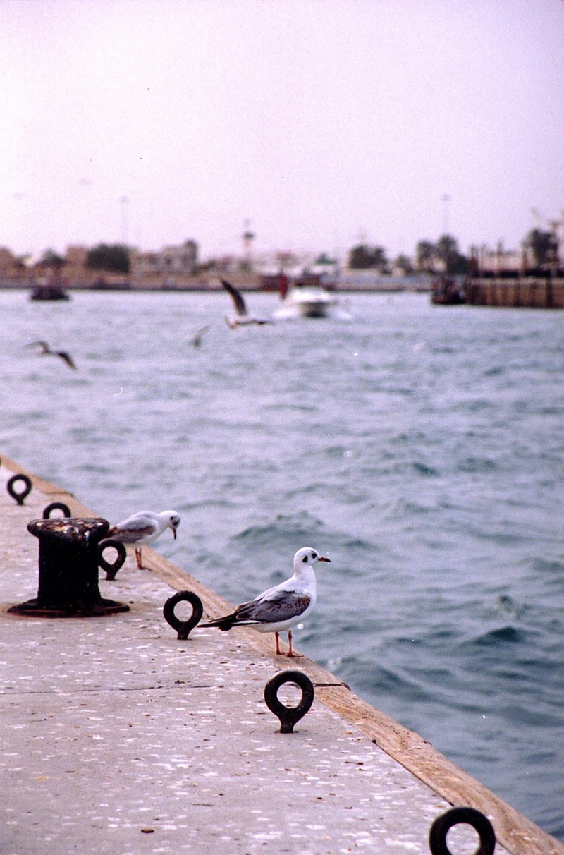 Birds; DISPLAY FULL IMAGE.