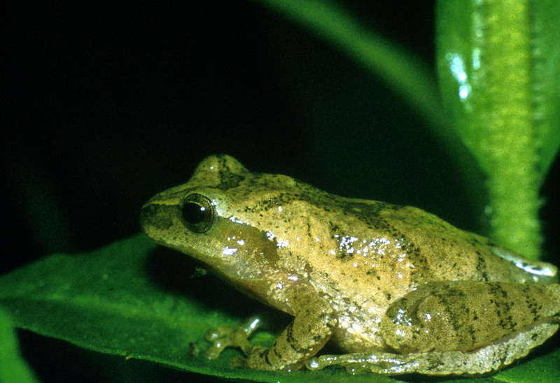 Spring Peeper (Pseudacris crucifer) {!--미국봄청개구리-->; DISPLAY FULL IMAGE.