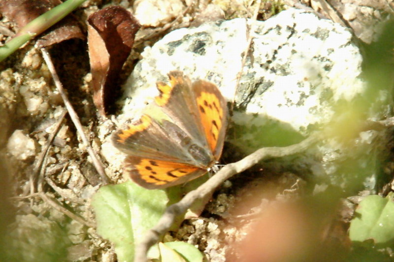 Lycaena phlaeas (Small Copper Butterfly) {!--작은주홍부전나비-->; DISPLAY FULL IMAGE.