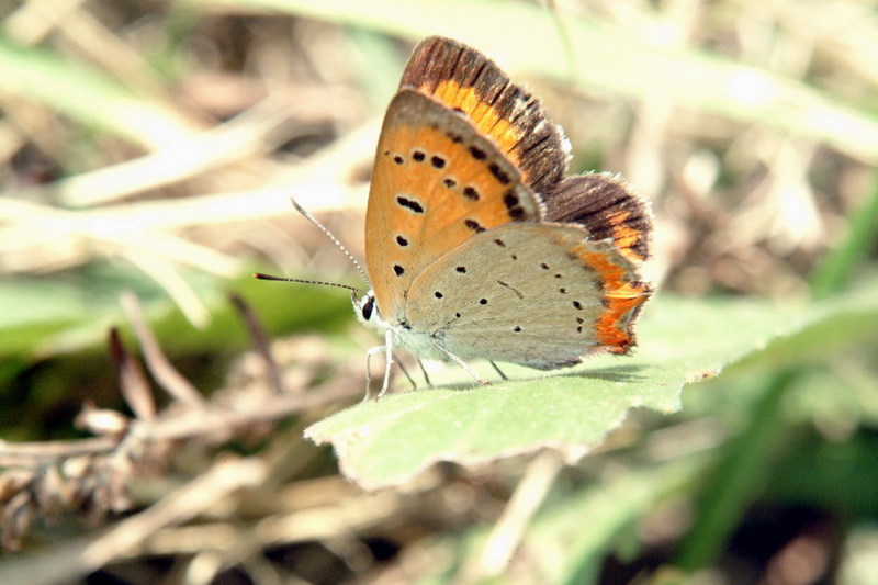 Lycaena phlaeas (Small Copper Butterfly) {!--작은주홍부전나비-->; DISPLAY FULL IMAGE.