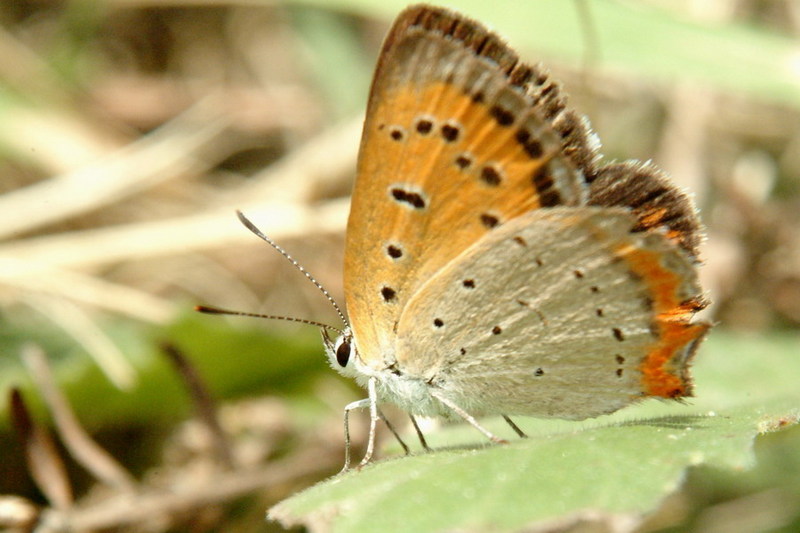 Lycaena phlaeas (Small Copper Butterfly) {!--작은주홍부전나비-->; DISPLAY FULL IMAGE.