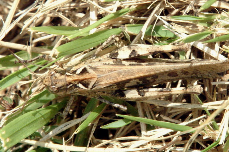 Oedaleus infernalis (Band-winged Grasshopper) {!--팥중이-->; DISPLAY FULL IMAGE.