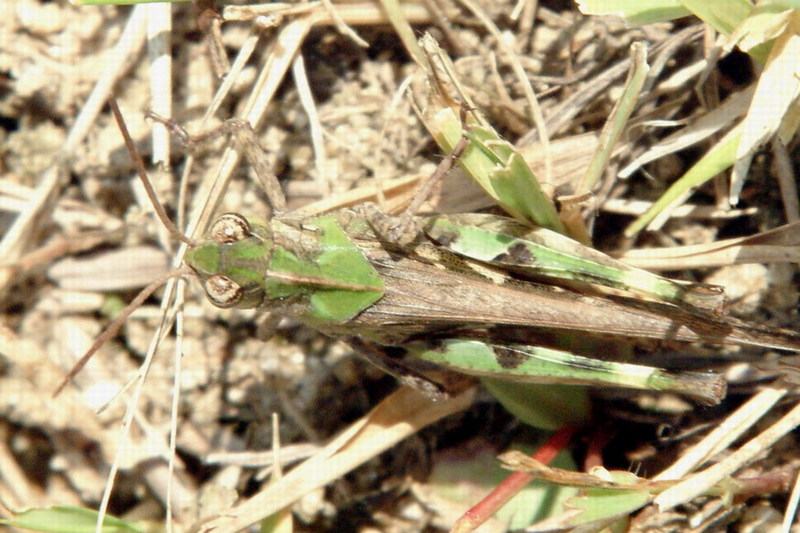 Gastrimargus marmoratus (Band-winged Grasshopper) {!--콩중이-->; DISPLAY FULL IMAGE.