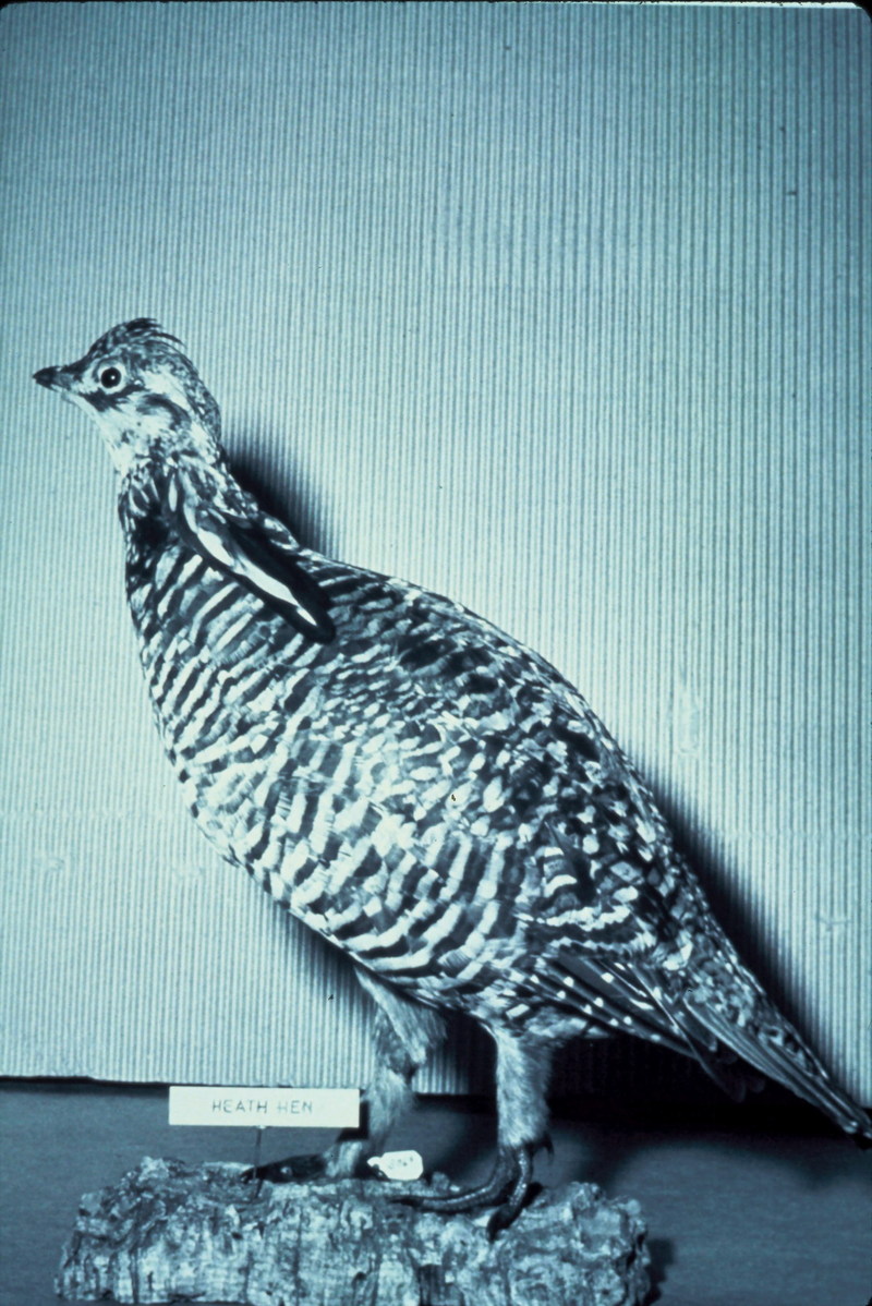 Heath Hen/Greater Prairie-Chicken (Tympanuchus cupido) {!--큰초원뇌조 암컷-->; DISPLAY FULL IMAGE.