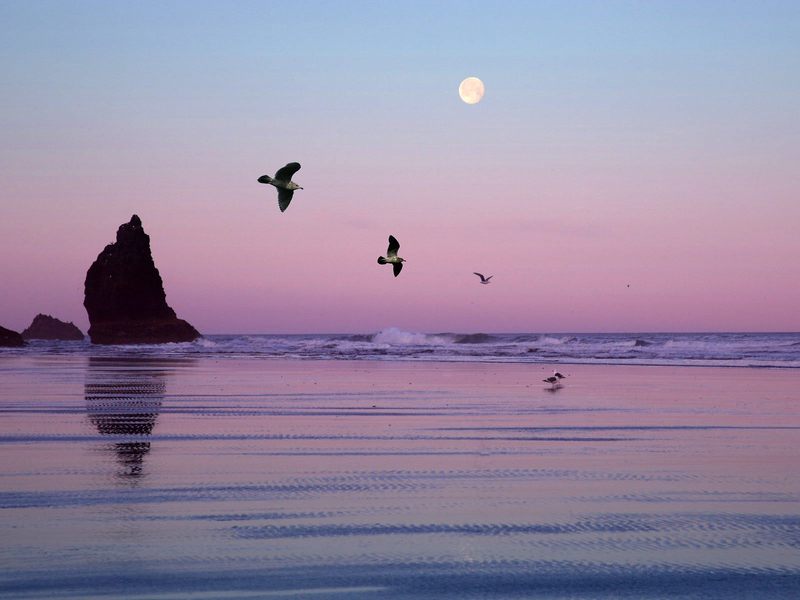 [Daily Photos 07 July 2005] Gulls, Cannon Beach, Oregon; DISPLAY FULL IMAGE.