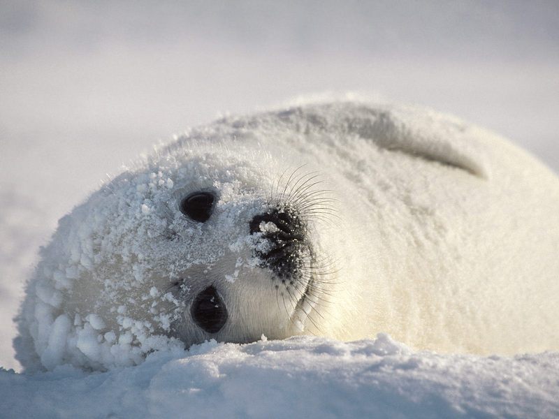 [Daily Photos 07 July 2005] Snow Bed, Harp Seal; DISPLAY FULL IMAGE.