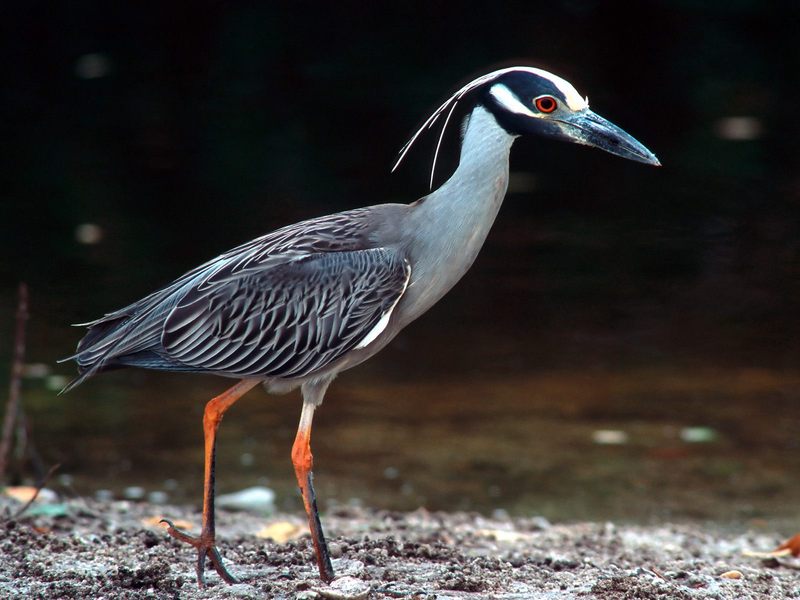 [Daily Photos 07 July 2005] Yellow-Crowned Night Heron; DISPLAY FULL IMAGE.