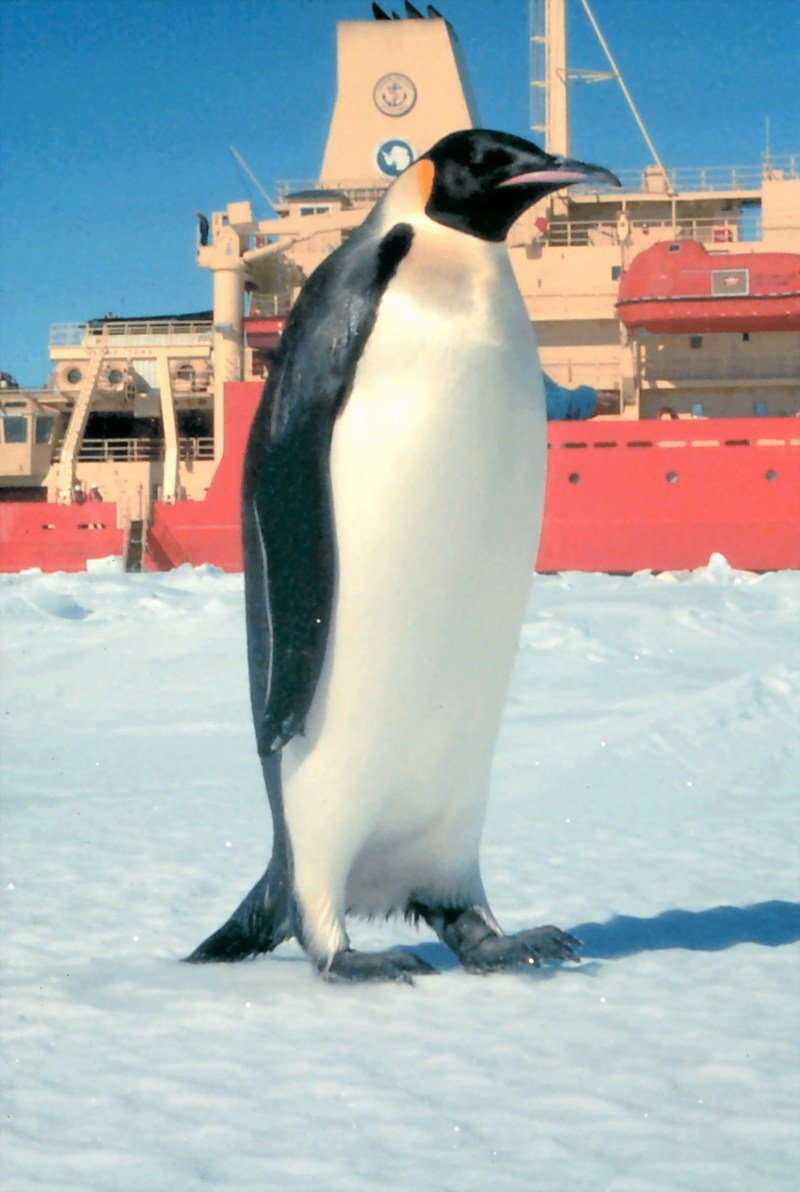 Emperor Penguins (Aptenodytes forsteri) {!--황제펭귄-->; DISPLAY FULL IMAGE.