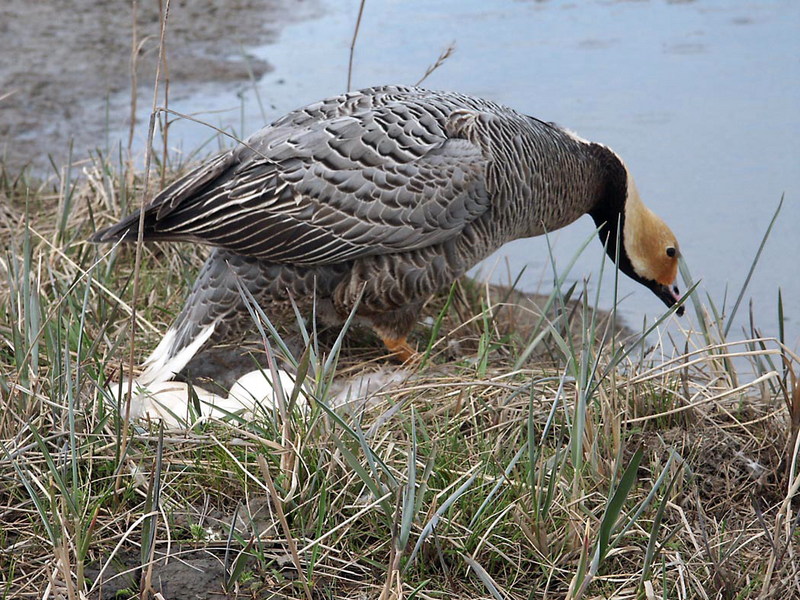 Emperor Goose (Chen canagica) {!--흰머리기러기-->; DISPLAY FULL IMAGE.