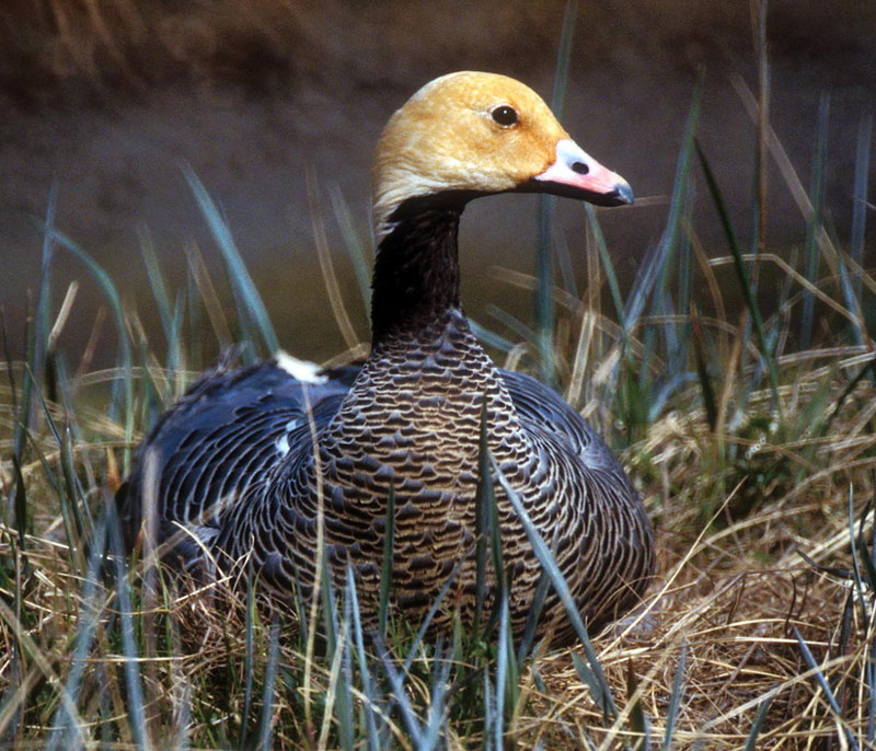 Emperor Goose (Chen canagica) {!--흰머리기러기-->; DISPLAY FULL IMAGE.