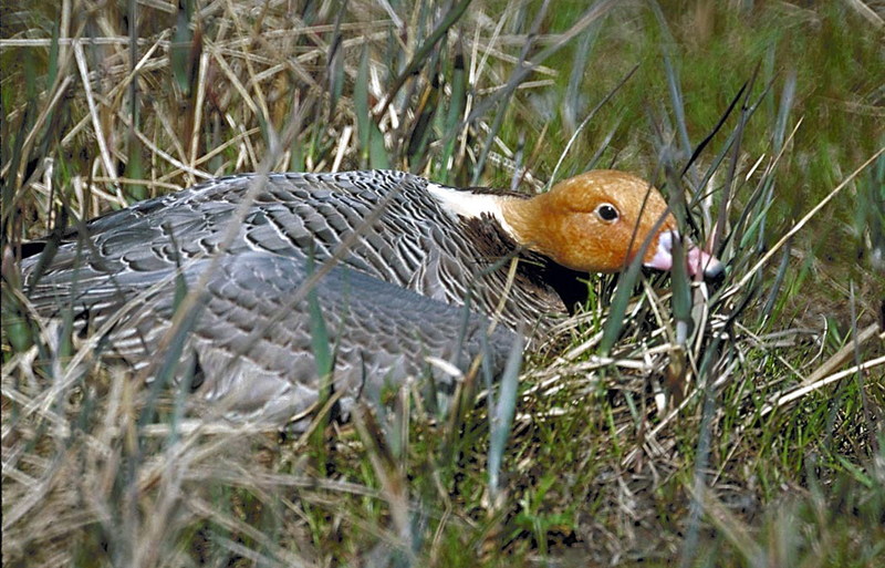 Emperor Goose (Chen canagica) {!--흰머리기러기-->; DISPLAY FULL IMAGE.