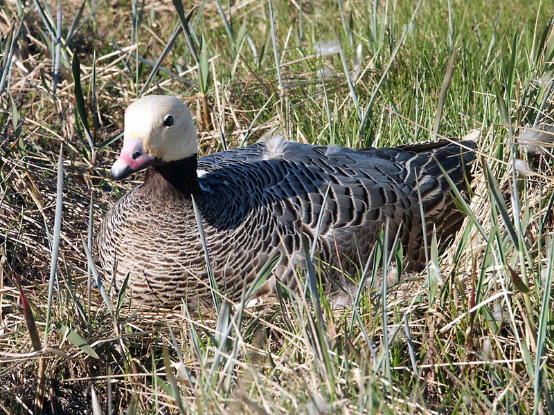 Emperor Goose (Chen canagica) {!--흰머리기러기-->; DISPLAY FULL IMAGE.