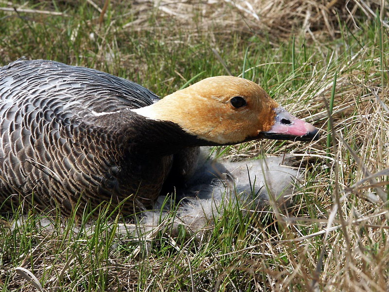 Emperor Goose (Chen canagica) {!--흰머리기러기-->; DISPLAY FULL IMAGE.