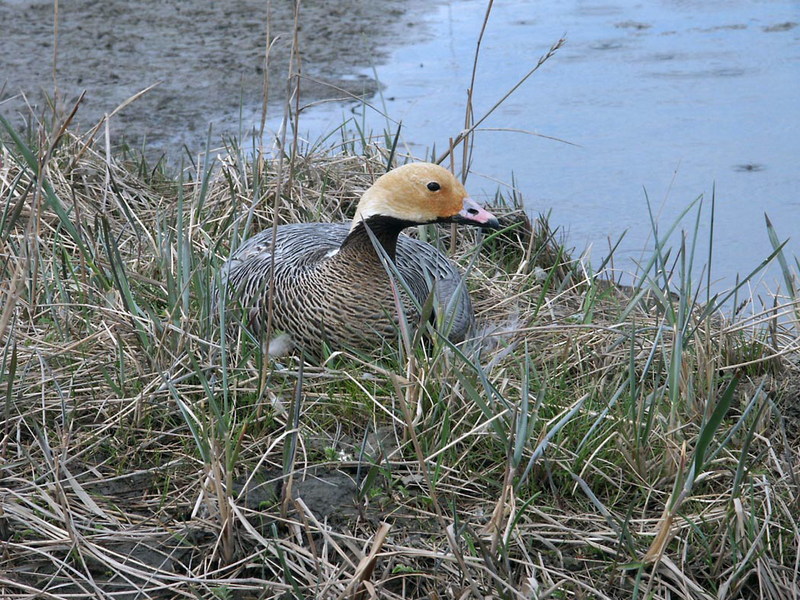 Emperor Goose (Chen canagica) {!--흰머리기러기-->; DISPLAY FULL IMAGE.