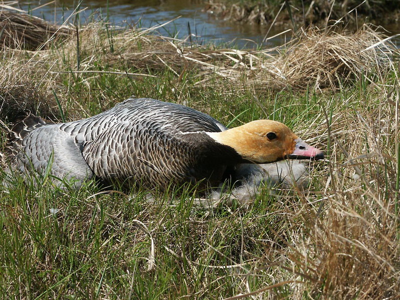 Emperor Goose (Chen canagica) {!--흰머리기러기-->; DISPLAY FULL IMAGE.