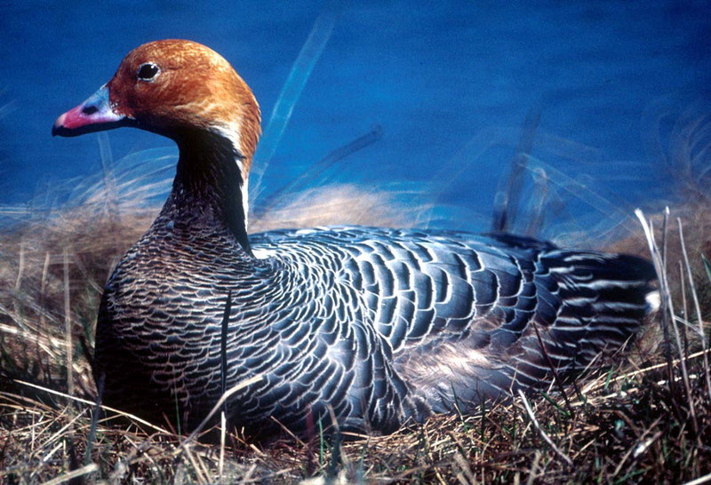 Emperor Goose (Chen canagica) {!--흰머리기러기-->; DISPLAY FULL IMAGE.