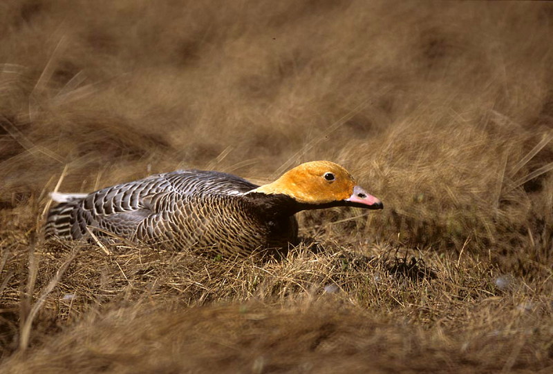 Emperor Goose (Chen canagica) {!--흰머리기러기-->; DISPLAY FULL IMAGE.