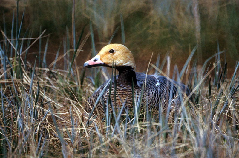 Emperor Goose (Chen canagica) {!--흰머리기러기-->; DISPLAY FULL IMAGE.