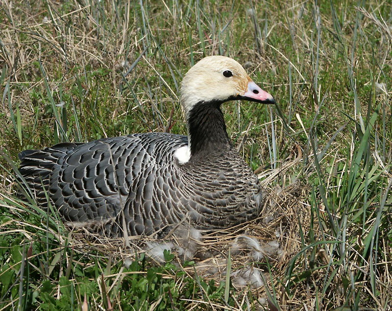 Emperor Goose (Chen canagica) {!--흰머리기러기-->; DISPLAY FULL IMAGE.