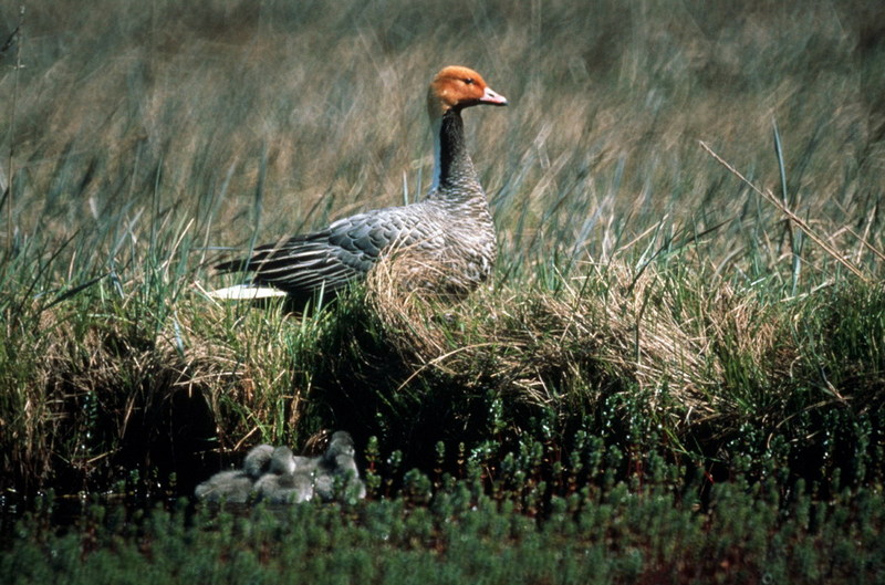 Emperor Goose (Chen canagica) {!--흰머리기러기-->; DISPLAY FULL IMAGE.