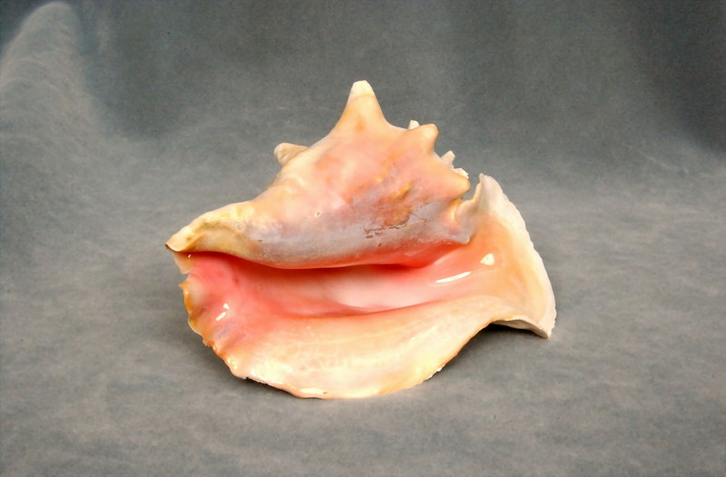 Queen Conch shell (Strombus gigas) {!--거대수정고등/분홍거미고둥(북미)-->; DISPLAY FULL IMAGE.