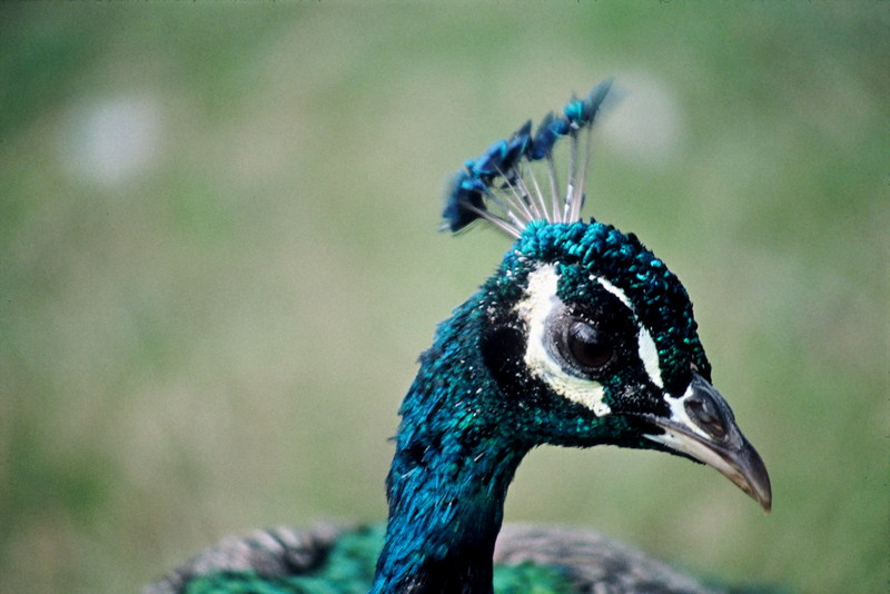 Indian Peafowl (Pavo cristatus) {!--공작(孔雀), 인도공작-->; DISPLAY FULL IMAGE.