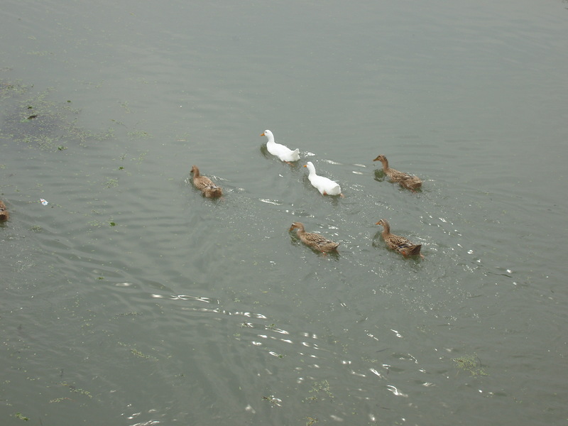 swimming duck; DISPLAY FULL IMAGE.