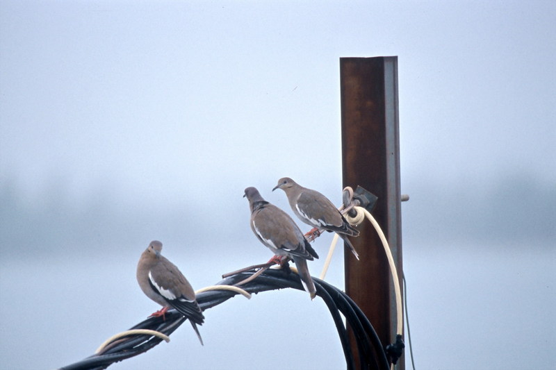 White-winged Dove (Zenaida aurita) {!--흰죽지비둘기(아메리카대륙)-->; DISPLAY FULL IMAGE.