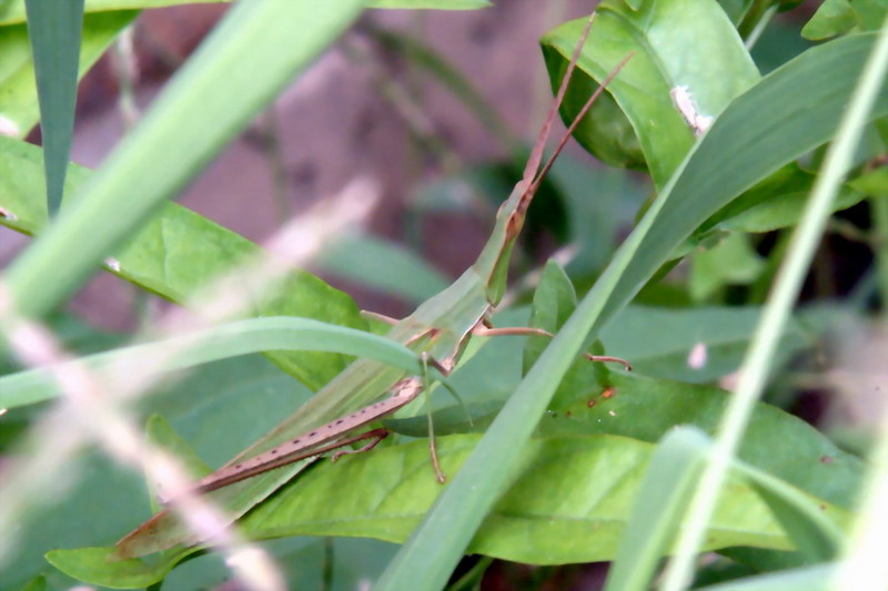 Acrida cinerea (Green Hopper) {!--방아깨비-->; DISPLAY FULL IMAGE.