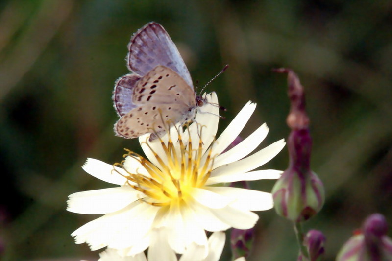 Pseudozizeeria maha (Pale Grass Blue Butterfly) {!--남방부전나비-->; DISPLAY FULL IMAGE.