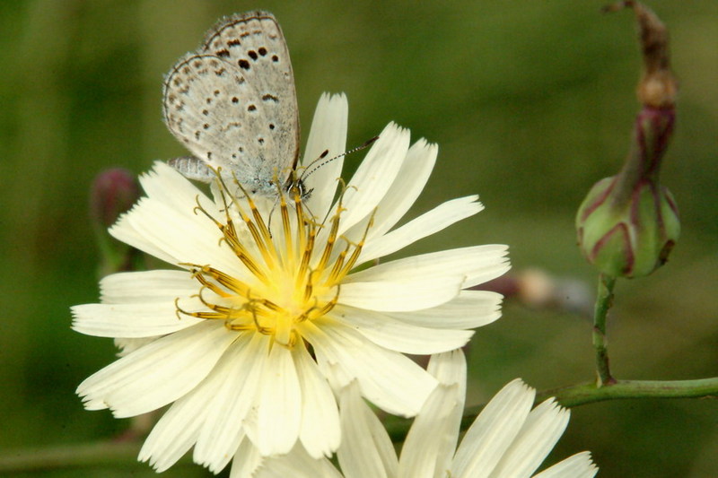 Pseudozizeeria maha (Pale Grass Blue Butterfly) {!--남방부전나비-->; DISPLAY FULL IMAGE.