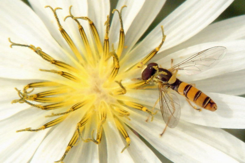 Episyrphus balteatus (Marmelade hoverfly) {!--호리꽃등에-->; DISPLAY FULL IMAGE.