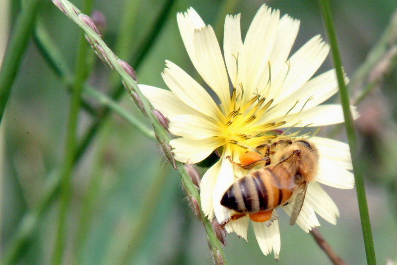 Apis mellifera (Western Honeybee) {!--꿀벌(양봉)-->; DISPLAY FULL IMAGE.