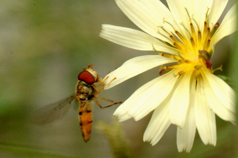 Episyrphus balteatus (Marmelade hoverfly) {!--호리꽃등에-->; DISPLAY FULL IMAGE.