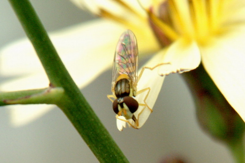 Hoverfly {!--쟈바꽃등에???-->; DISPLAY FULL IMAGE.