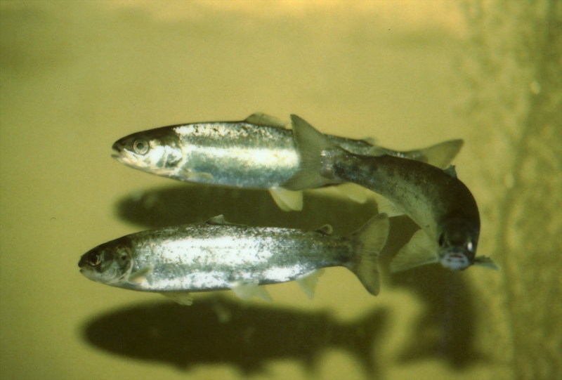 Atlantic Salmon smolts (Salmo salar) {!--대서양연어-->; DISPLAY FULL IMAGE.