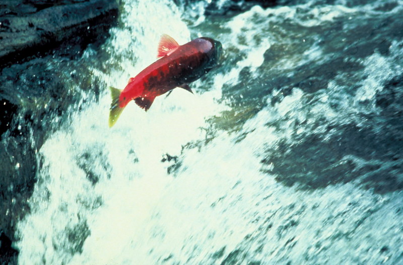 Alaska Salmon (Oncorhynchus sp.) {!--알래스카산 연어류-->; DISPLAY FULL IMAGE.
