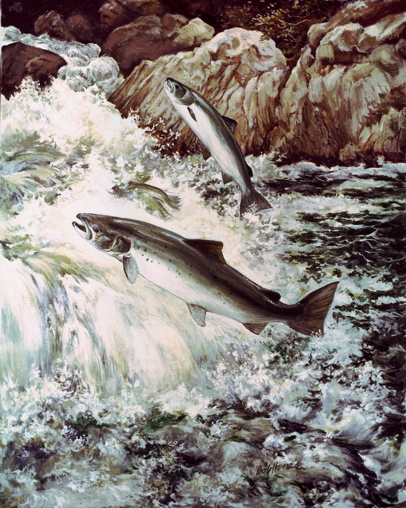 Atlantic Salmon artwork (Salmo salar) {!--대서양연어-->; DISPLAY FULL IMAGE.