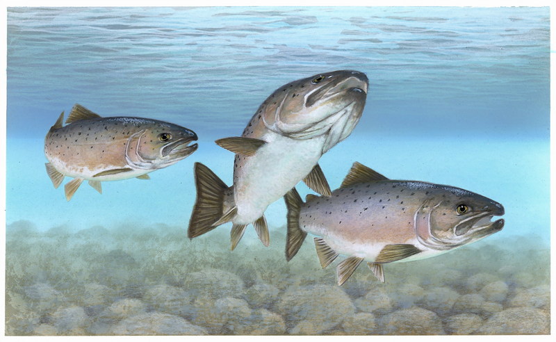 Atlantic Salmon artwork (Salmo salar) {!--대서양연어-->; DISPLAY FULL IMAGE.